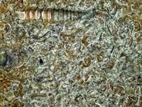 limestone fossil-4